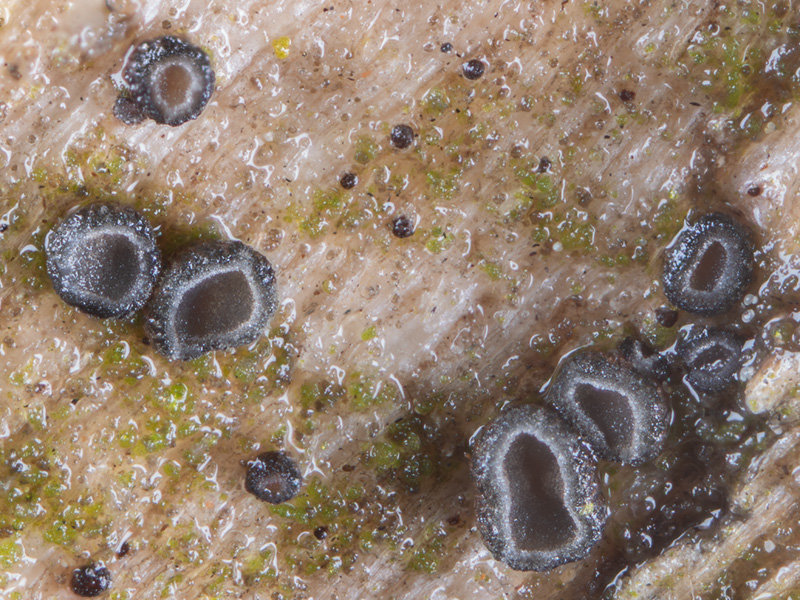 Mollisia ligni